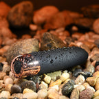 Gender X The Gold Standard Rose Gold 10 cm Bullet Vibrator > Vibrators > Mini Vibrators